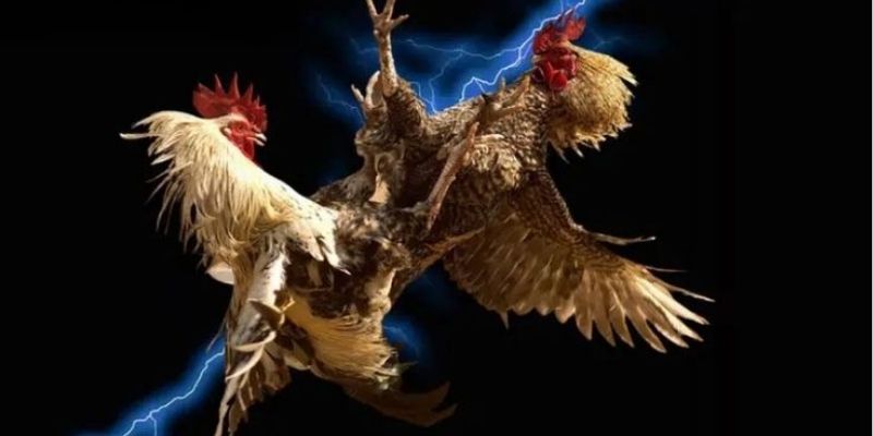 Tiện ích đáng kể khi cài đặt app đá gà
