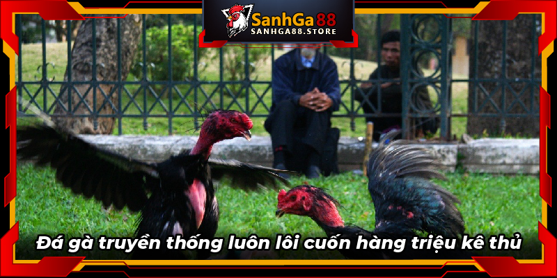 Đá gà truyền thống luôn lôi cuốn hàng triệu kê thủ