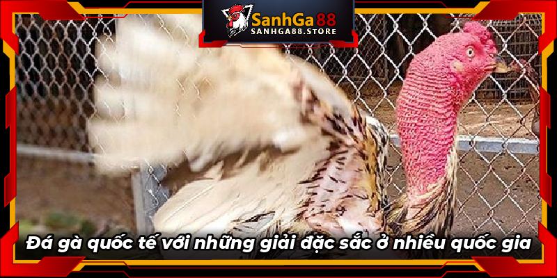 Đá gà quốc tế với những giải đặc sắc ở nhiều quốc gia