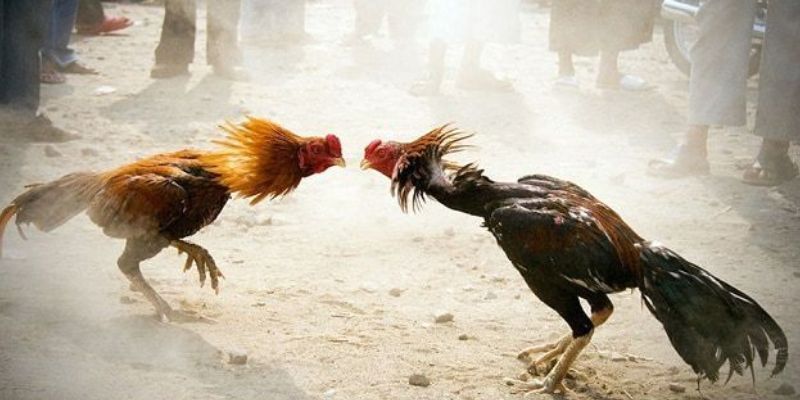 Giới thiệu SANHGA88 đa dạng các sản phẩm